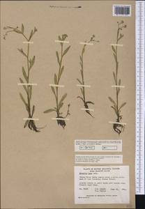Myosotis laxa Lehm., America (AMER) (Canada)
