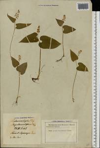 Maianthemum bifolium (L.) F.W.Schmidt, Eastern Europe, Latvia (E2b) (Latvia)