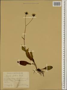 Crepis caucasica C. A. Mey., Caucasus, Krasnodar Krai & Adygea (K1a) (Russia)