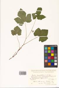 Rubus humulifolius C. A. Mey., Siberia, Russian Far East (S6) (Russia)