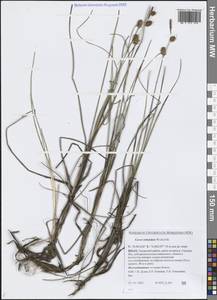 Carex rotundata Wahlenb., Siberia, Western Siberia (S1) (Russia)