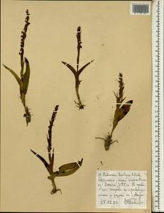 Habenaria bracteosa Hochst. ex A.Rich., Africa (AFR) (Ethiopia)