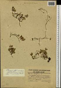 Thymus nervulosus Klokov, Siberia, Russian Far East (S6) (Russia)