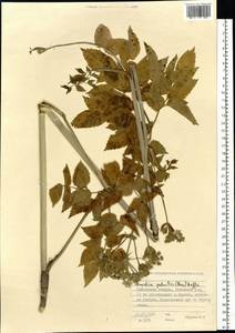 Ostericum palustre (Besser) Besser, Siberia, Western Siberia (S1) (Russia)