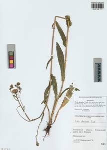 Picris davurica Fisch. ex Hornem., Siberia, Altai & Sayany Mountains (S2) (Russia)