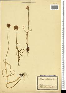 Allium rotundum L., Caucasus, Georgia (K4) (Georgia)