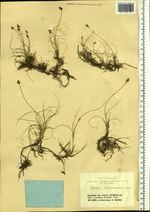 Carex duriuscula C.A.Mey., Siberia, Altai & Sayany Mountains (S2) (Russia)