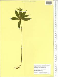 Paris verticillata M.Bieb., Siberia, Baikal & Transbaikal region (S4) (Russia)