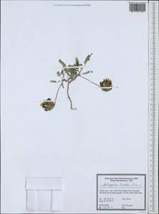 Astragalus lineatus Lam., South Asia, South Asia (Asia outside ex-Soviet states and Mongolia) (ASIA) (Turkey)