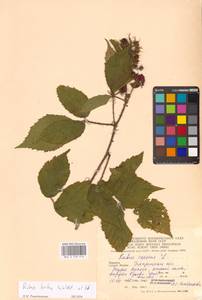 Rubus hirtus Waldst. & Kit., Eastern Europe, West Ukrainian region (E13) (Ukraine)