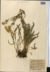 Achillea setacea Waldst. & Kit., Middle Asia, Northern & Central Kazakhstan (M10) (Kazakhstan)