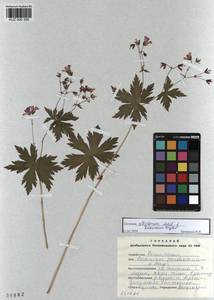 KUZ 000 305, Geranium albiflorum Ledeb., Siberia, Altai & Sayany Mountains (S2) (Russia)