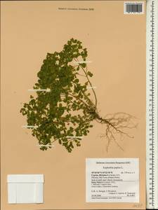 Euphorbia peplus L., South Asia, South Asia (Asia outside ex-Soviet states and Mongolia) (ASIA) (Cyprus)