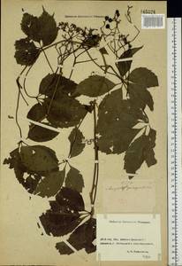 Parthenocissus quinquefolia (L.) Planch., Eastern Europe, Rostov Oblast (E12a) (Russia)