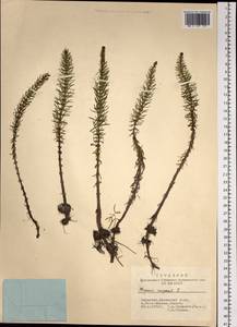 Hippuris vulgaris L., Siberia, Altai & Sayany Mountains (S2) (Russia)