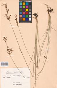 Juncus gerardii Loisel., Eastern Europe, Central forest-and-steppe region (E6) (Russia)