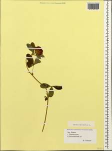 Trifolium medium L., Caucasus, Krasnodar Krai & Adygea (K1a) (Russia)