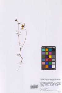 Coreopsis tinctoria Nutt., Eastern Europe, Moscow region (E4a) (Russia)