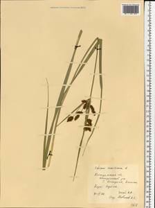 Bolboschoenus maritimus (L.) Palla, Eastern Europe, Central forest region (E5) (Russia)