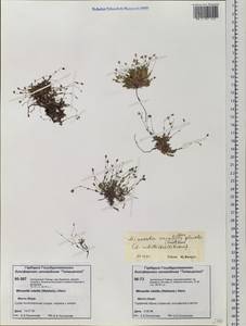 Sabulina rubella (Wahlenb.) Dillenb. & Kadereit, Siberia, Central Siberia (S3) (Russia)