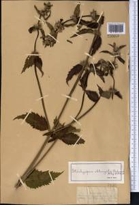 Stachyopsis oblongata (Schrenk) Popov & Vved., Middle Asia, Dzungarian Alatau & Tarbagatai (M5) (Kazakhstan)