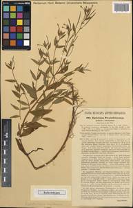 Epilobium palustre L., Western Europe (EUR) (Austria)