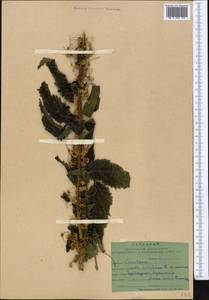 Cuscuta europaea L., Middle Asia, Karakum (M6) (Turkmenistan)