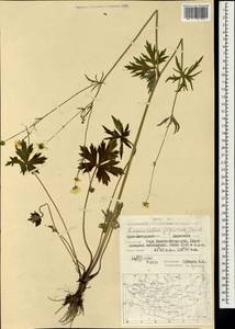 Ranunculus japonicus Thunb., Mongolia (MONG) (Mongolia)