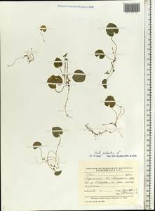 Viola palustris L., Eastern Europe, Northern region (E1) (Russia)