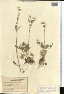 Ranunculus sewerzowii Regel, Middle Asia, Pamir & Pamiro-Alai (M2) (Uzbekistan)