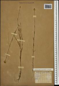 Petrorhagia prolifera (L.) P. W. Ball & Heywood, Caucasus, Stavropol Krai, Karachay-Cherkessia & Kabardino-Balkaria (K1b) (Russia)