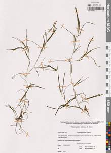 Potamogeton sibiricus A.Benn., Siberia, Chukotka & Kamchatka (S7) (Russia)