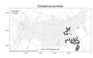 Campanula punctata Lam., Atlas of the Russian Flora (FLORUS) (Russia)