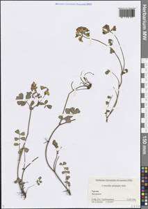 Coronilla orientalis Mill., Caucasus, Georgia (K4) (Georgia)