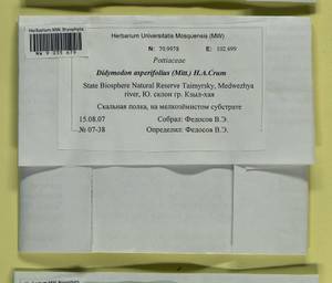 Husnotiella asperifolia (Mitt.) J.A. Jiménez & M.J. Cano, Bryophytes, Bryophytes - Krasnoyarsk Krai, Tyva & Khakassia (B17) (Russia)