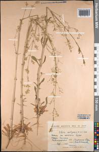 Silene wolgensis (Hornem.) Otth, Middle Asia, Northern & Central Kazakhstan (M10) (Kazakhstan)