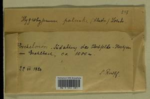 Hygrohypnum luridum (Hedw.) Jenn., Bryophytes, Bryophytes - Western Europe (BEu) (Germany)