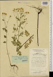 Tanacetum partheniifolium (Willd.) Sch. Bip., Caucasus, Stavropol Krai, Karachay-Cherkessia & Kabardino-Balkaria (K1b) (Russia)