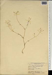 Bunium microcarpum (Boiss.) Freyn & Sint. ex Freyn, South Asia, South Asia (Asia outside ex-Soviet states and Mongolia) (ASIA) (Turkey)