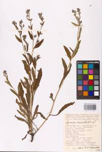 MHA 0 152 645, Lycopsis arvensis subsp. orientalis (L.) Kuzn., Eastern Europe, Lower Volga region (E9) (Russia)