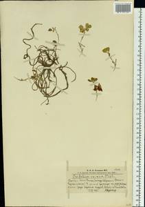 Trifolium eximium DC., Siberia, Altai & Sayany Mountains (S2) (Russia)