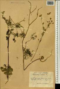 Coriandrum sativum L., South Asia, South Asia (Asia outside ex-Soviet states and Mongolia) (ASIA) (China)