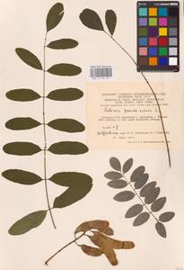 Robinia pseudoacacia L., Eastern Europe, Lithuania (E2a) (Lithuania)
