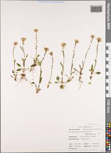 Tephroseris subfrigida (Kom.) Holub, Siberia, Chukotka & Kamchatka (S7) (Russia)