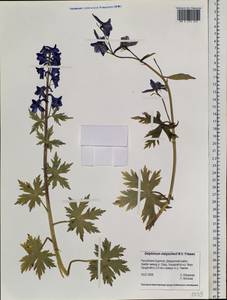 Delphinium malyschevii N. Friesen, Siberia, Baikal & Transbaikal region (S4) (Russia)