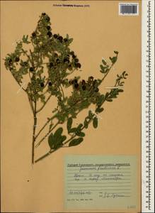 Chrysojasminum fruticans (L.) Banfi, Crimea (KRYM) (Russia)