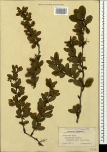 Berberis vulgaris L., Crimea (KRYM) (Russia)