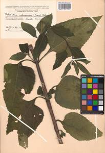 Helianthus tuberosus L., Eastern Europe, Moscow region (E4a) (Russia)