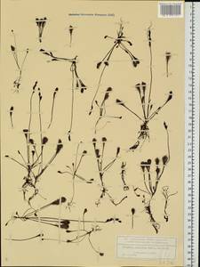 Drosera × obovata Mert. & W. D. J. Koch, Eastern Europe, Central forest region (E5) (Russia)