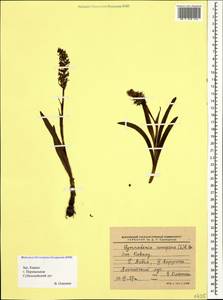 Gymnadenia conopsea (L.) R.Br., Caucasus, Krasnodar Krai & Adygea (K1a) (Russia)